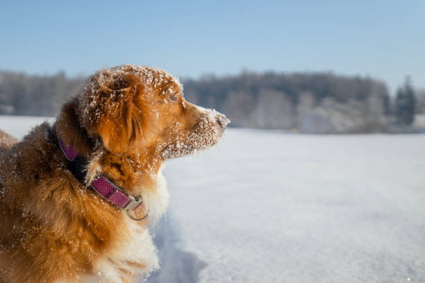 Playful Golden Retriever pure bred pet dog is lying in deep snow and resting while a strong winter blizzard storm continues.