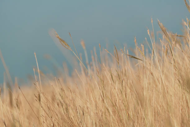 Blur grass flower, Nature peaceful scenery mist autumn