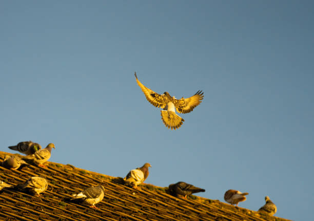 A bird with red feet flies in the air. The bird is brown and white. The bird is in the air and has its wings spread out