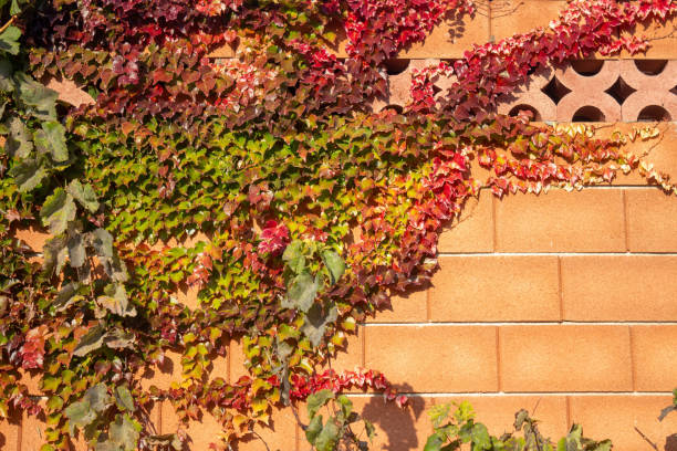 The photo captures the wall of an old building, covered with a dense layer of ivy with colorful autumn leaves. The brickwork is decorated with ornamental patterns. Sunny rays illuminate the scene, emphasizing the warm tones of autumn.