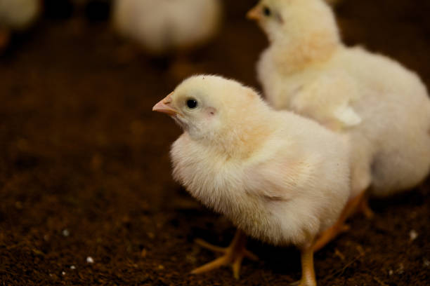 istock Fluffy Farm Friend 2180771528