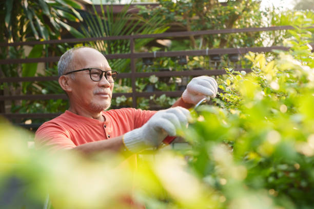 istock Asian Elderly man gardening outdoors, trimming plants with gardening shears while wearing gloves and glasses. 2180772177