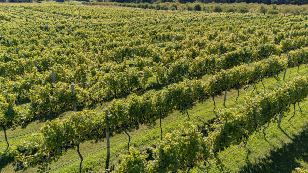 istock Door County, Wisconsin Vineyard 2180772947