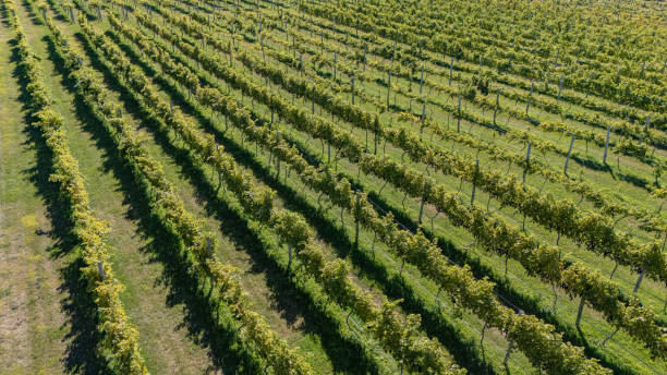 Door County, Wisconsin Vineyard