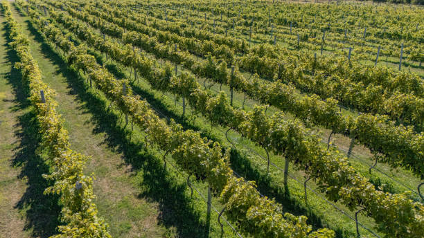 istock Door County, Wisconsin Vineyard 2180772969