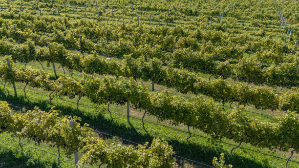 istock Door County, Wisconsin Vineyard 2180772977