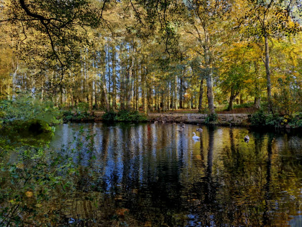 Composite image of autumn colours