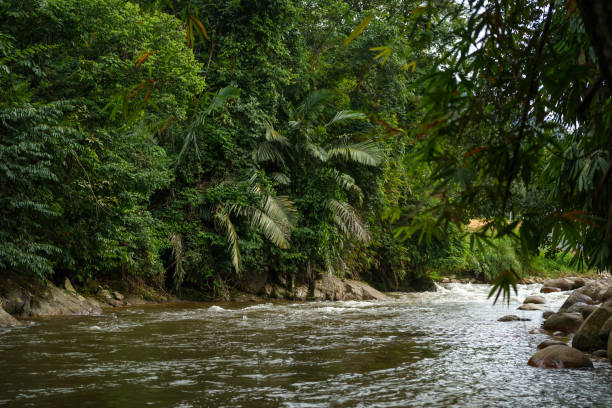A serene, flowing river cuts through the lush rainforest in central Malaysia, surrounded by dense, vibrant greenery in the warmth of summertime. The gentle water glides over rocks, with the dense forest in the background, creating a tranquil, natural scene.