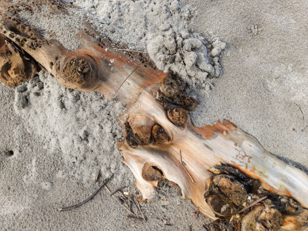 Close-up of weathered driftwood partially covered by sand on a beach. The image highlights natural textures and organic patterns, perfect for nature and background themes