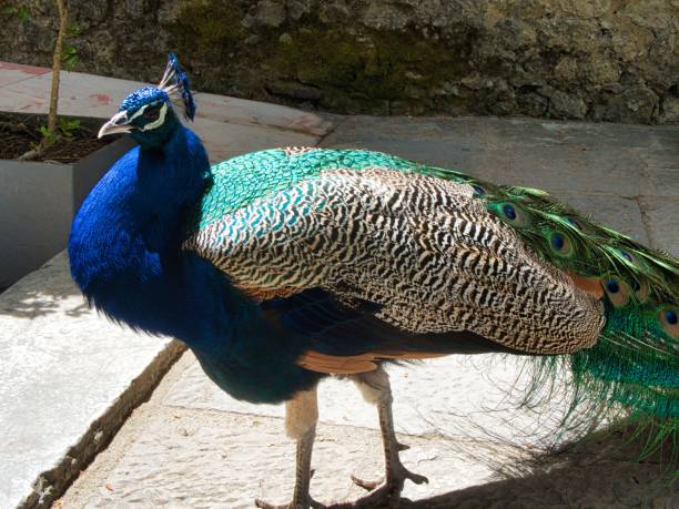 istock Vibrant peacock in sunlit courtyard 2180777448