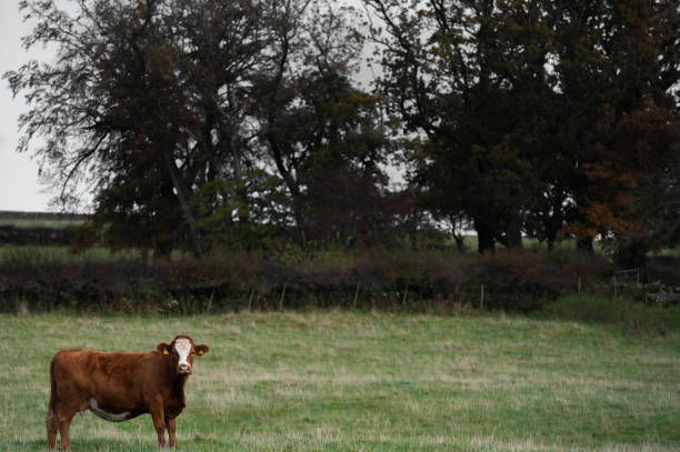 One brown and white beef cow standing in a field looking at the camera in rural Scotland on an autumn day