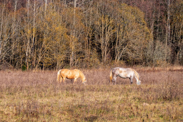 istock Horses graze in a meadow in early autumn. 2180781439