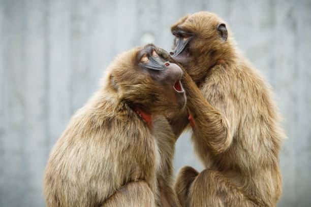 Gelada baboons grooming each other in a natural setting