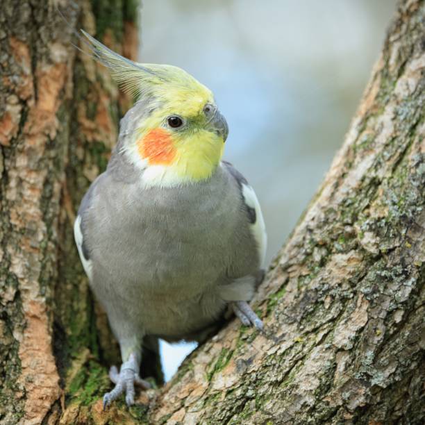 istock Close-up of a cockatiel perched on a tree branch 2180783125