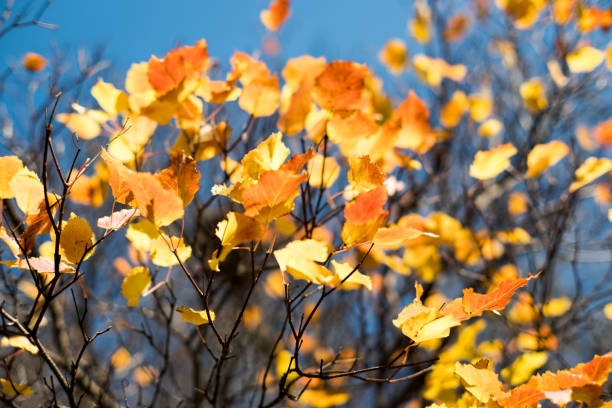Autumn leaves on trees in beautiful colors.