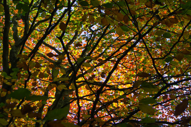 Abstract view of Autumnal trees with colourful foliage