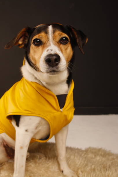 istock Cute dog in rain coat 2180785980