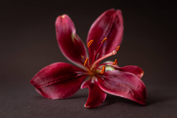 istock Close Up Red Lily Flower 2180791658