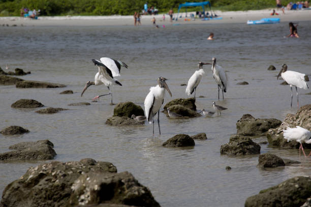 Storks on east central Florida beach