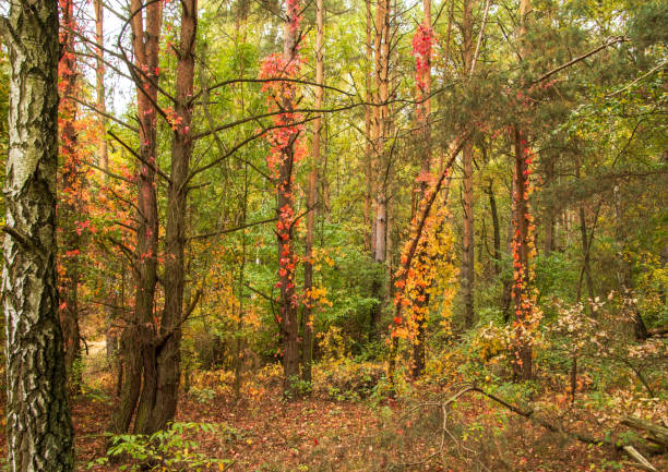 Autumn scene in Polish forest, multicoloured leaves on trees and on the ground