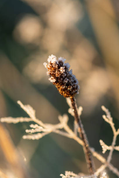 istock The first frosts 2180794870