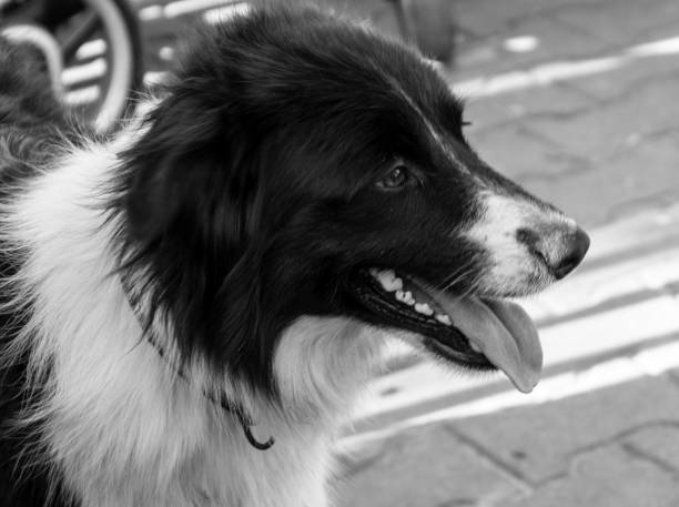 Thai stray dog (grayscale)