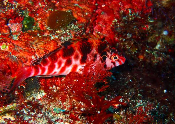 Underwater  sea life - coral reef. Coral grouper fish and Fire coral,  deep in tropical sea.