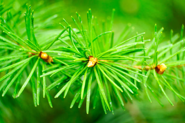 Fresh green pine needles with rain on pine forest in wilderness