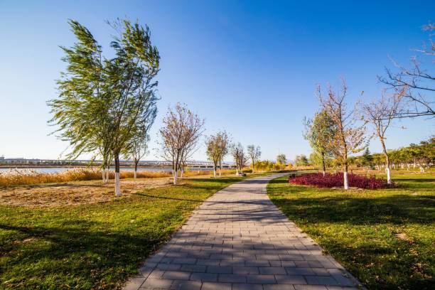 istock A park with a tree-lined path and a lake in the distance 2180797132