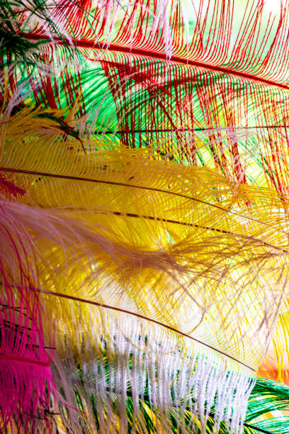 istock Colorful feathers and plumes 2180798189