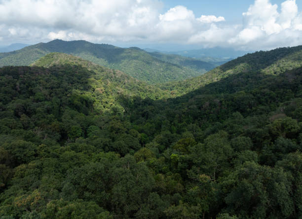 istock Aerial view of tropical rainforest 2180798259