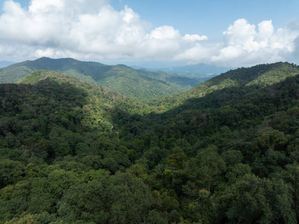 istock Aerial view of tropical rainforest 2180798262