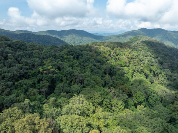 istock Aerial view of tropical rainforest 2180798268