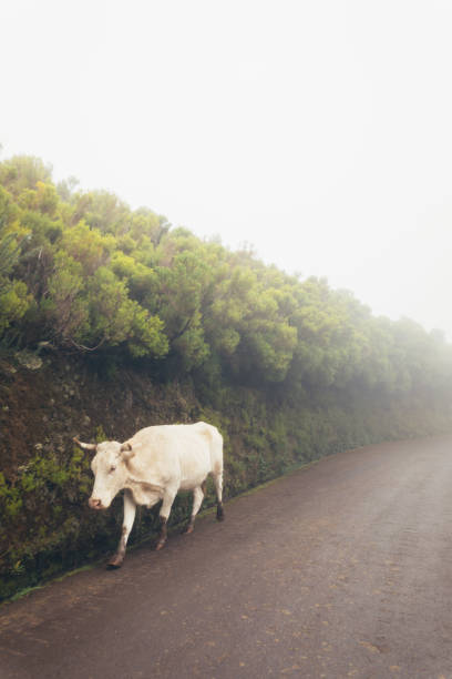 istock White Cow Walking on a Misty Road 2180800498