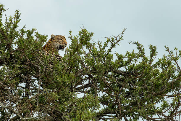 A leopard looks at the camera. Moremi Wildlife Reserve, Botswana.