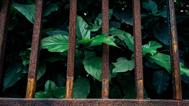 Rusty gate and bush freedom symbolic stock photo