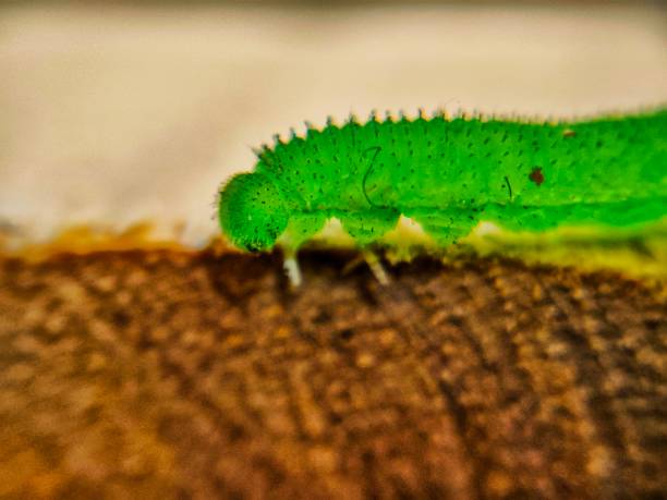 istock Close up green caterpillar of moth 2180803999