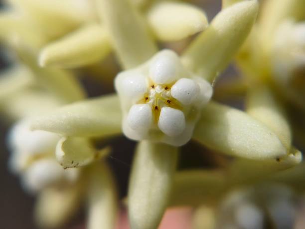 istock Hadjod Plant (Cissus quadrangularis) flower 2180805163