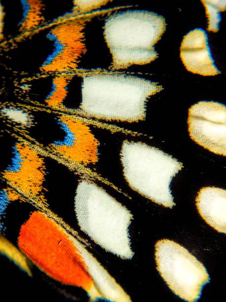 istock Wings of Swallowtail butterfly 2180805842