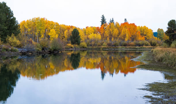 istock Autumn Aspens and Maples, Deschutes River, Oregon 2180806032