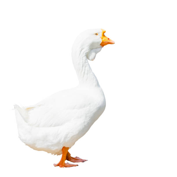 istock White goose fattened for the Christmas table 2180807140