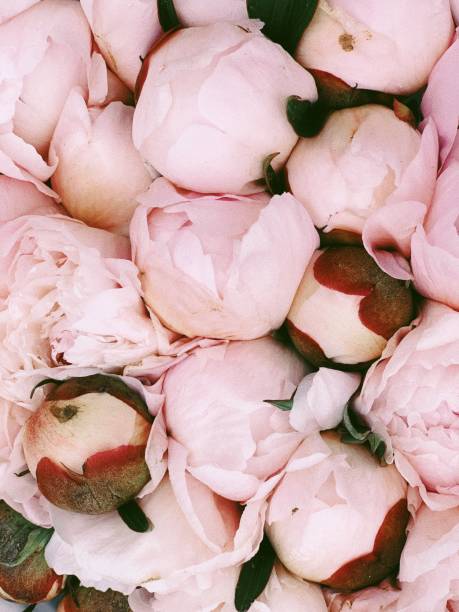 bouquet of peonies