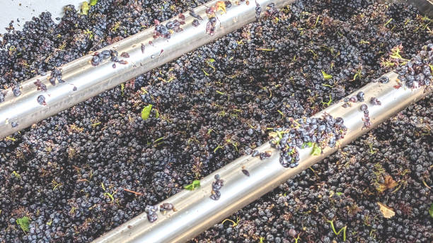 istock Industrial grape crusher working with metal blades. Pinot noir production. 2180810667