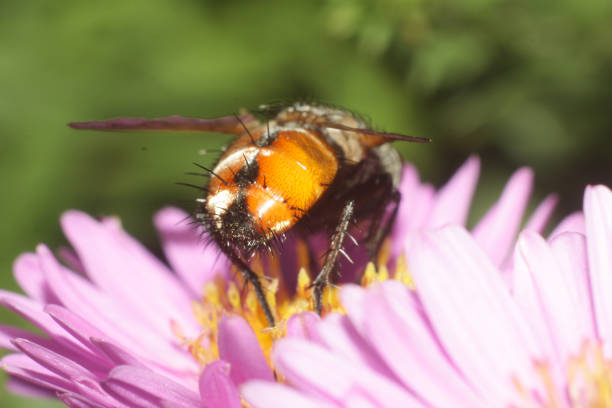 a bee on a purple flower with a yellow wings.