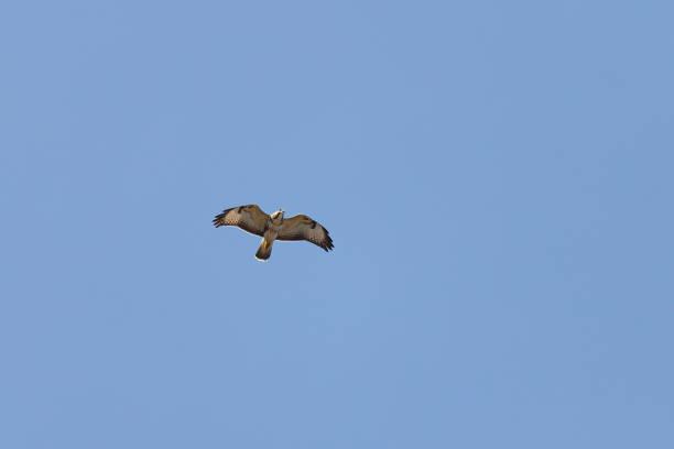 Daytime close-up of a single flying common buzzard (Buteo buteo) with spread wings from directly below against a clear blue sky on a sunny summer day