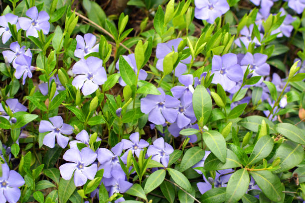 istock Spring blossom of periwinkle small (Vinca minor) 2180812162