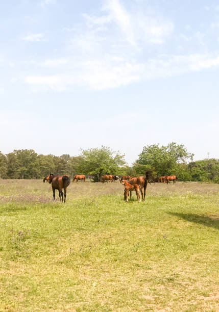 horse and its foal in the field