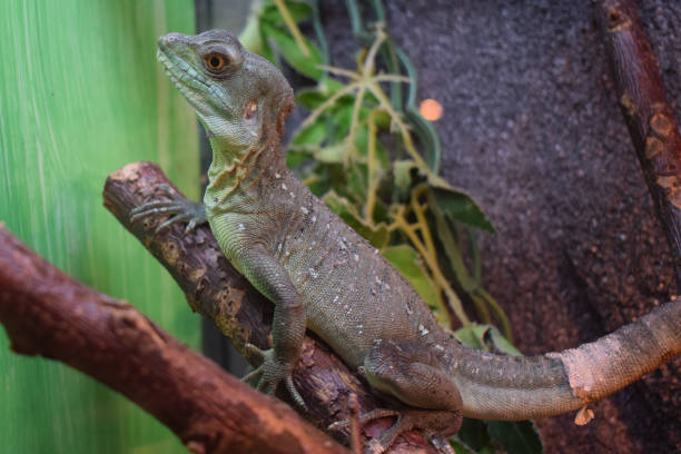istock Plumed Basilisk. Adult green basilisk, double crested basilisk. Jesus Christ lizard. 2180813404