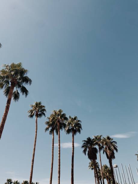 istock California palm trees with blue sky 2180813469