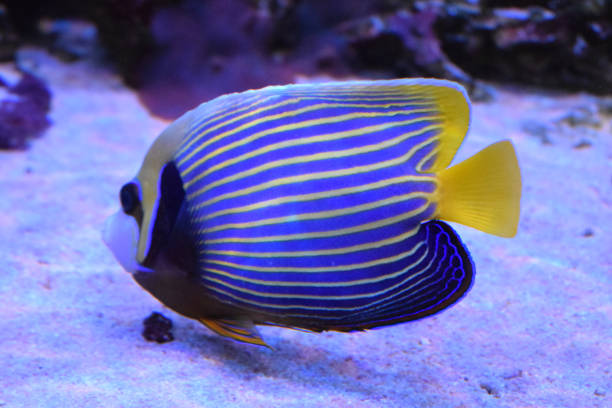 istock Tropical Fish-angel. Emperor angelfish (Pomacanthus imperator) in reef tank 2180813756